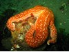 Photo of Pisaster ochraceus